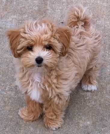 shih tzu poodle best 10 poodle mix ideas on poodle mix puppies breeds and shih tzu poodle best 10 poodle mix ideas on poodle mix puppies breeds and