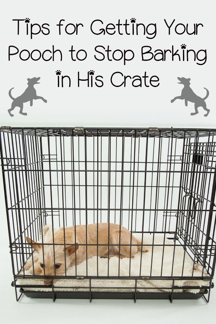 puppy barking in crate best 25 stop barking ideas on barking puppy barking in crate best 25 stop barking ideas on barking