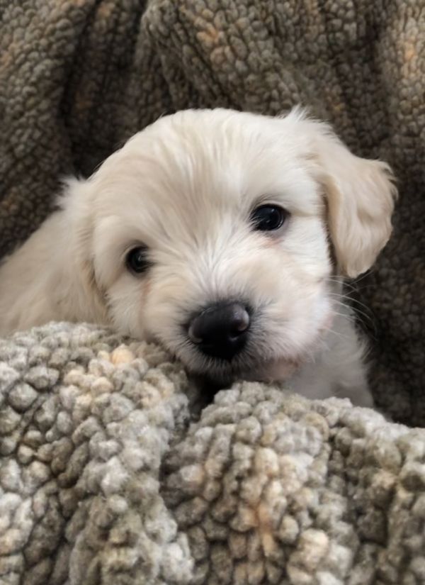 Macy Adoptable Dog Puppy Female Poodle Mix Pet Adoption Dog