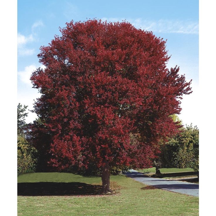 30 gallon maple tree 34 best redbud trees images on redbud trees blossom trees and flowering trees 30 gallon maple tree 34 best redbud trees images on redbud trees blossom trees and flowering trees