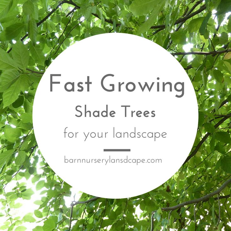28 Best Ornamental Trees Shade Images On Pinterest Fast Growing Shade Trees To Plant In The Landscape