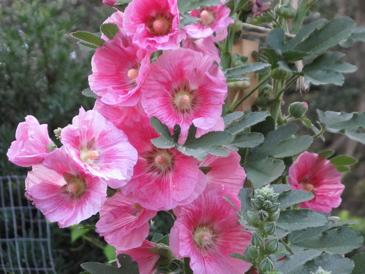 Flower Garden Ideas Minnesota 18 best flowers in my minnesota garden (zone 4) images on Flower Garden Ideas Minnesota 18 best flowers in my minnesota garden (zone 4) images on