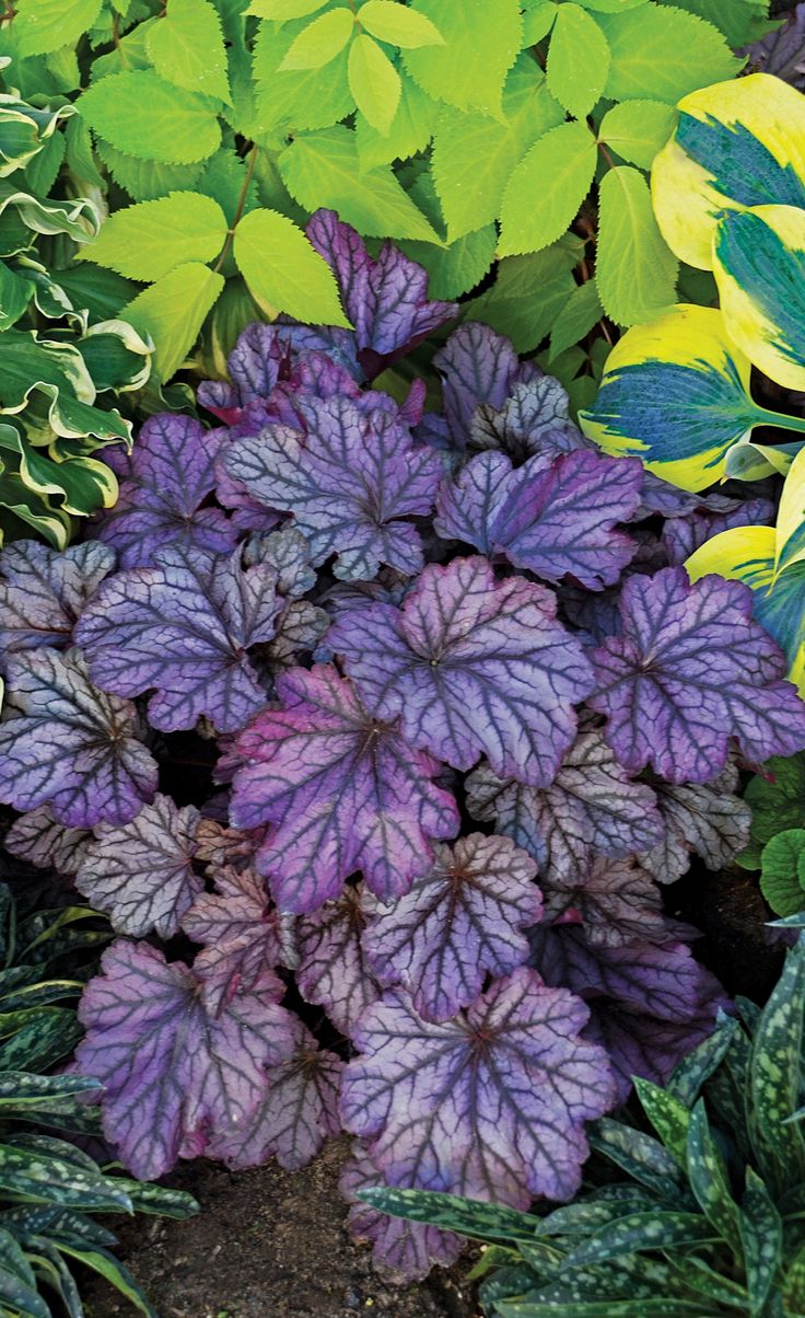 best 25+ colored leaves ideas on pinterest | irish crochet best 25+ colored leaves ideas on pinterest | irish crochet