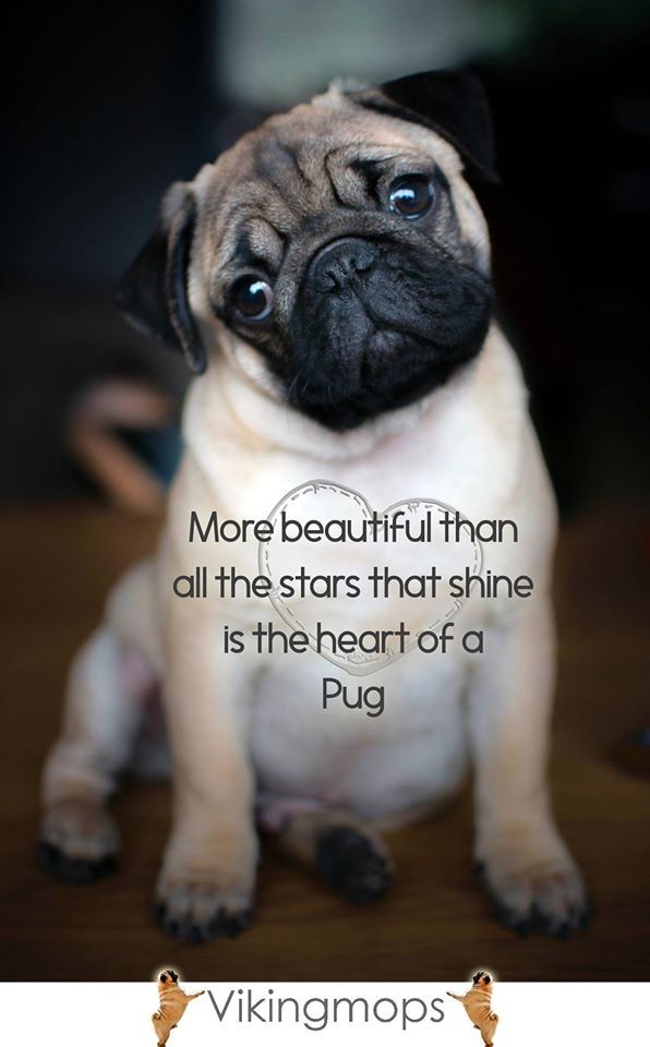 quotes on pugs 127 best pugs images on doggies pets and baby pugs quotes on pugs 127 best pugs images on doggies pets and baby pugs