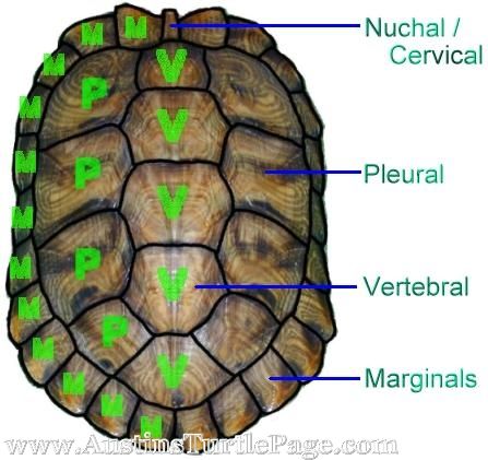 Vertebrate Flashcards | Easy Notecards