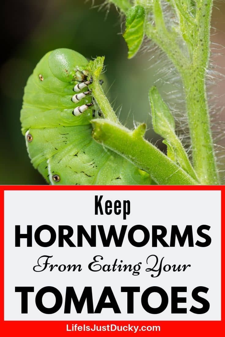 Youtube Plant Leaves Caterpillar Eating Cabbage Worms