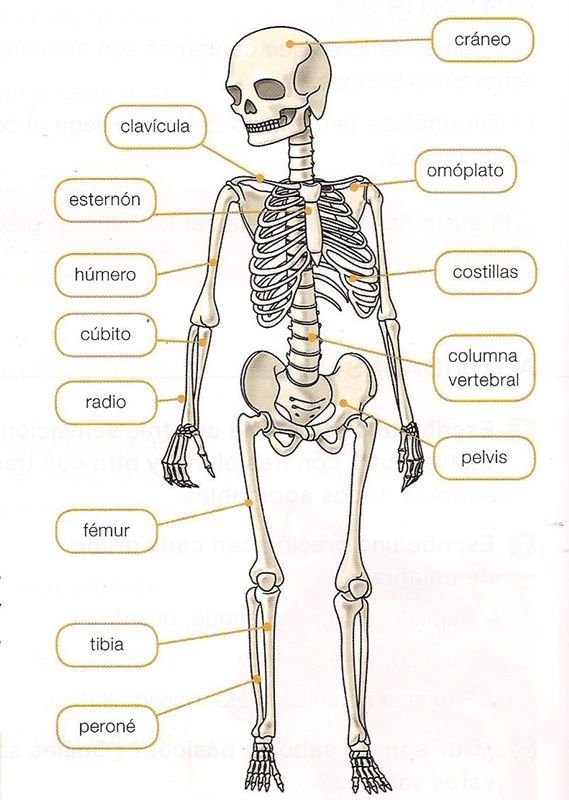 huesos del cuerpo humano by cristina.sacedo20 on Genial.ly ...