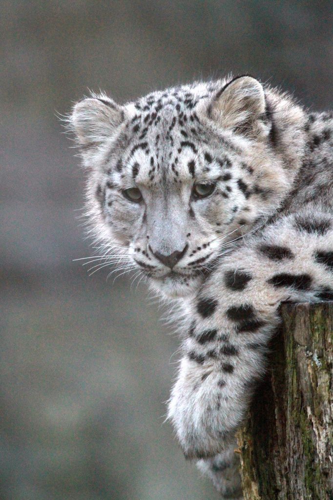 Search snow leopard porn consider Any dialogue Search snow leopard porn