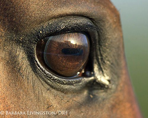 The 25+ best Racing form ideas on Pinterest Where is africa - racing form The 25+ best Racing form ideas on Pinterest Where is africa - racing form