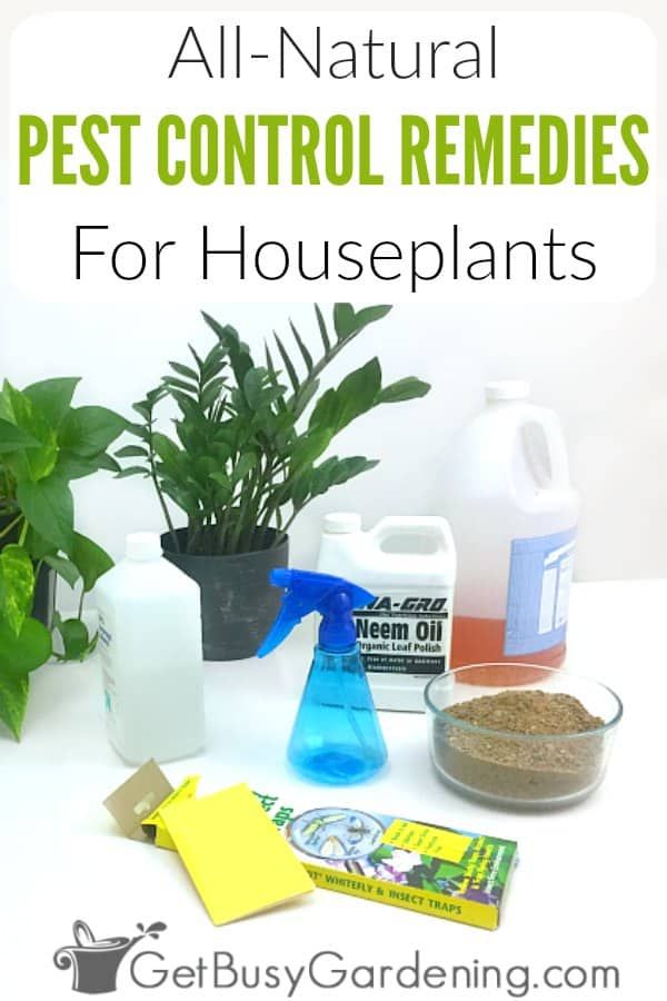 Insecticides for indoor plants discount