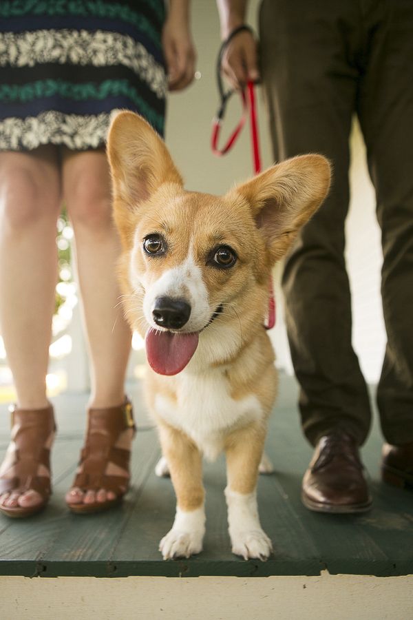 Happy Tails Chloe The Pembroke Welsh Corgi Corgi Photos With
