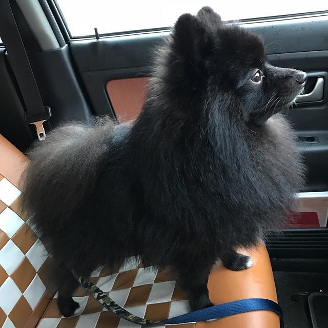ワイパーが気になるらしい(`,ω,´) ポメラニアン黒ポメ 黒ポメラニアン ポメあかたん子犬 ポメスタグラム わんこ犬🐕 わんちゃん もふもふモフモフ