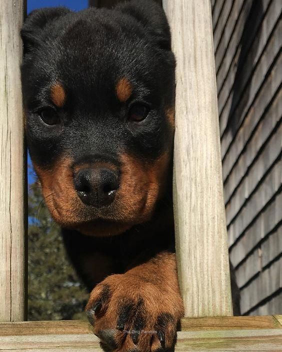 The Traits I Admire About The Calm Rottweiler Rottweilerfamily