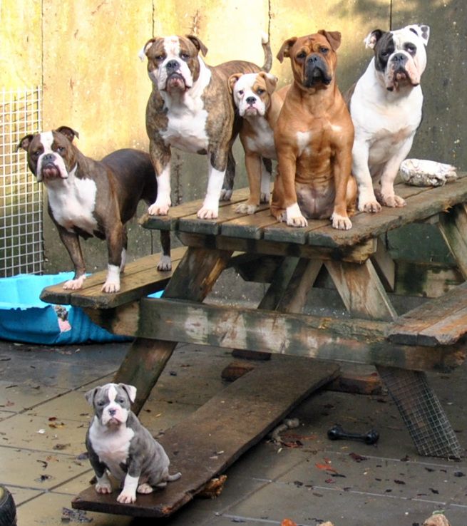 Kokobulls Is Een Liefhebber Van De Old English Bulldog Met Name