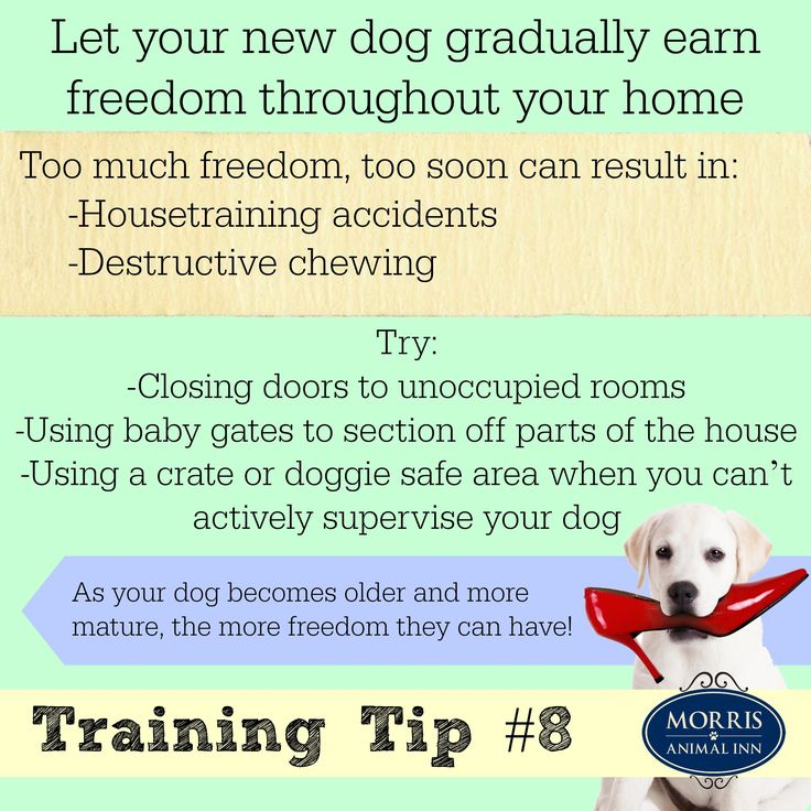 Don T Give Your New Dog Too Much Freedom In Your Home Too Soon Training Dogtraining Newdog Puppy Working Dogs Training Dog Training Tips Dog Training