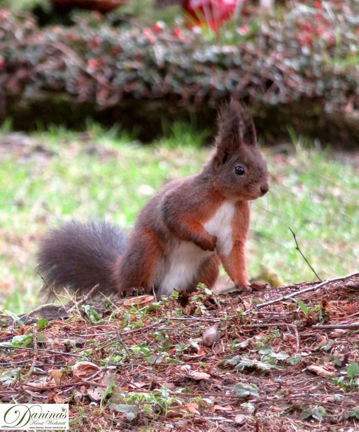Eichhörnchen Im Garten Eichhörnchen im Garten | Eichhörnchen, Eichhörnchen bilder