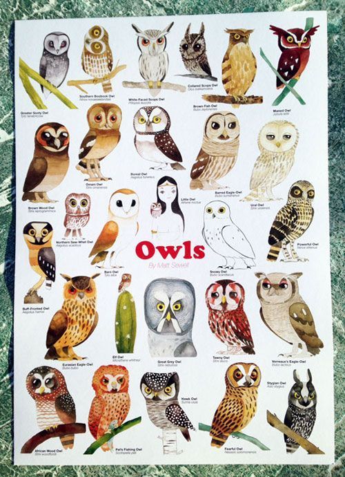 Owls poster Pinned by wwwmyowlbarncom Owl posters Owl pictures
