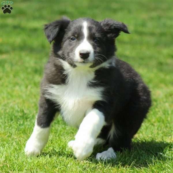 Puck Border Collie Puppy For Sale In Pennsylvania Border
