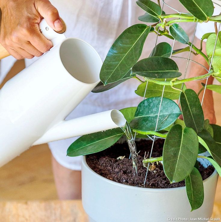 399 Best Fleurs Et Plantes D Interieur Images On Pinterest Arrosage Des Plantes D Intérieur Ajouter éventuellement De L Engrais Liquide à