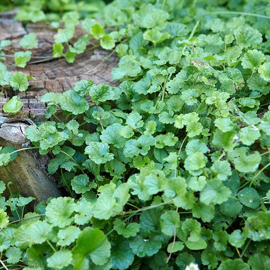 Weed Identification Guide Garden Control Pinterest Weed Identification Guide Garden Control Pinterest And Weeds