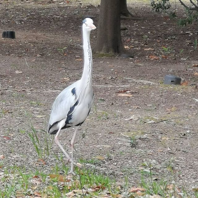 久しぶりに近所の公園に散歩していたら鳥がいた 沢山いるわ渡り鳥かな Animals