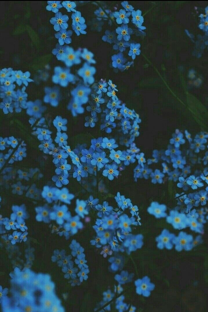 green image by alifah salsabila blue flower wallpaper paper flower wallpaper