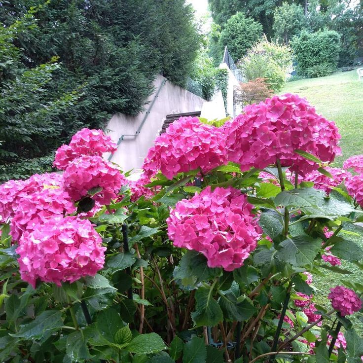 Wenen, Oostenrijk Garden Grinzinger Strasse Vienna 19 #garden #jardin #gartenges...