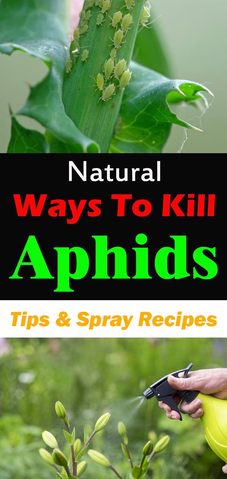 Natural Ways To Keep Bugs Away From Vegetable Natural Ways To Keep Bugs Away From Vegetable