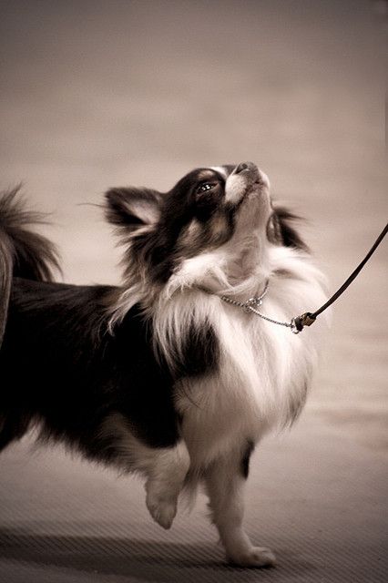 adult long haired chihuahua small sons fucking moms