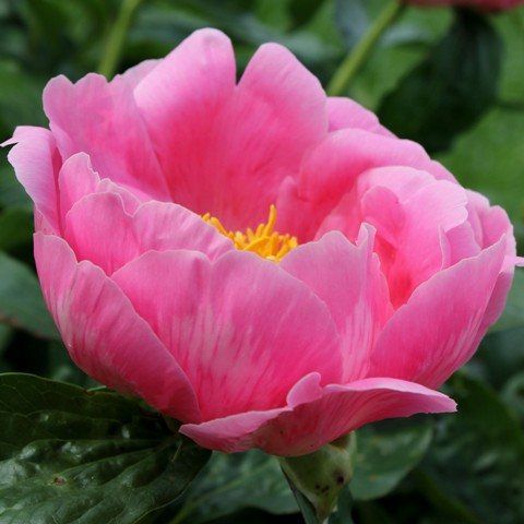 New Garden Ideas 2015 86 best peony blooms images on pinterest | peony, flowers and New Garden Ideas 2015 86 best peony blooms images on pinterest | peony, flowers and