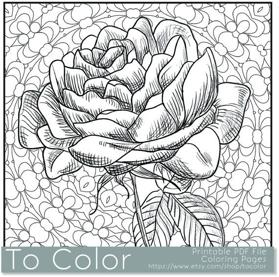 printable rose coloring page for adults pdf jpg instant by tocolor davlin publishing - Rose Coloring Pages printable rose coloring page for adults pdf jpg instant by tocolor davlin publishing - Rose Coloring Pages