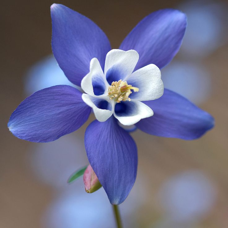 ✔️20+ Blue perennial flowers uk - info Updated 9 03ed3f9110cafa8123d9101e756568bd