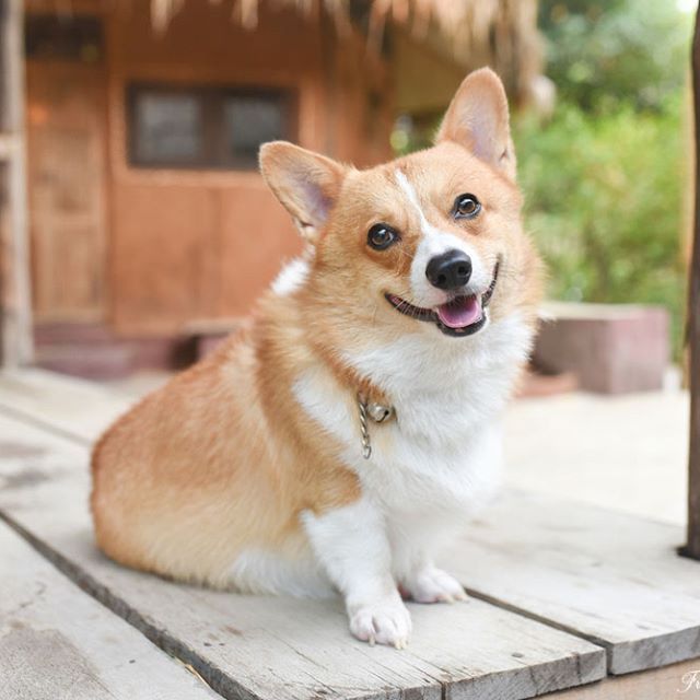 Pembroke Welsh Corgi Smile Lovely Dog Friendlycorgi Follow