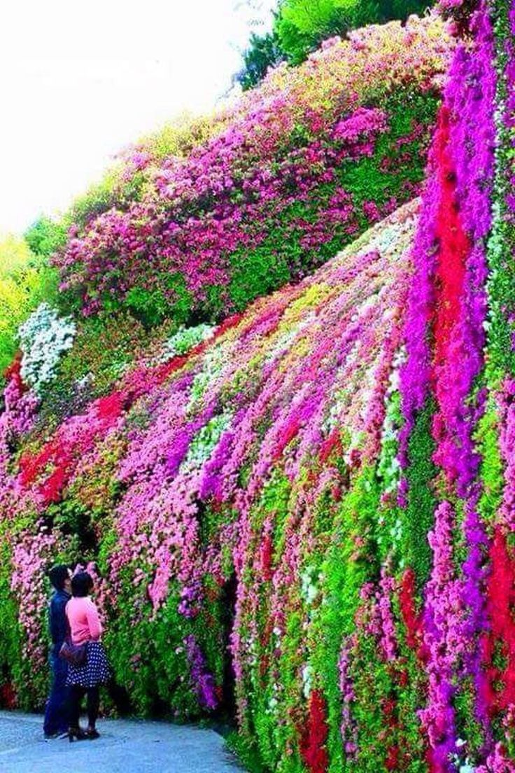 20 best astounding azaleas images on pinterest | flowers, garden 20 best astounding azaleas images on pinterest | flowers, garden
