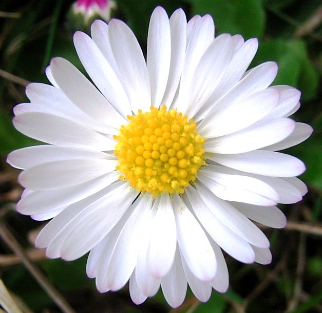 Most Popular Flowers 25+ best most popular flowers ideas on pinterest | care of Most Popular Flowers 25+ best most popular flowers ideas on pinterest | care of