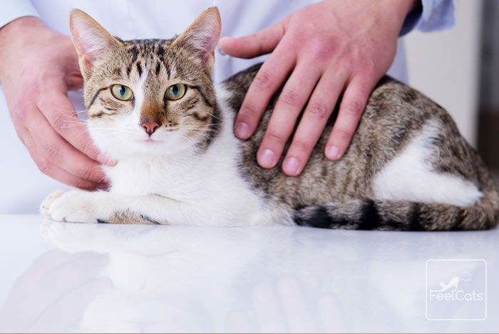 Pin En Leucemia Felina