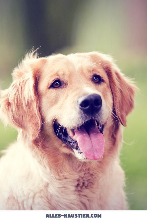 Hund Anfanger Goldenretriever Dog Grooming For Beginners Pets