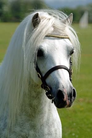 41 best Welsh Ponies images on Pinterest Welsh pony, Beautiful - best of welsh pony coloring pages 41 best Welsh Ponies images on Pinterest Welsh pony, Beautiful - best of welsh pony coloring pages