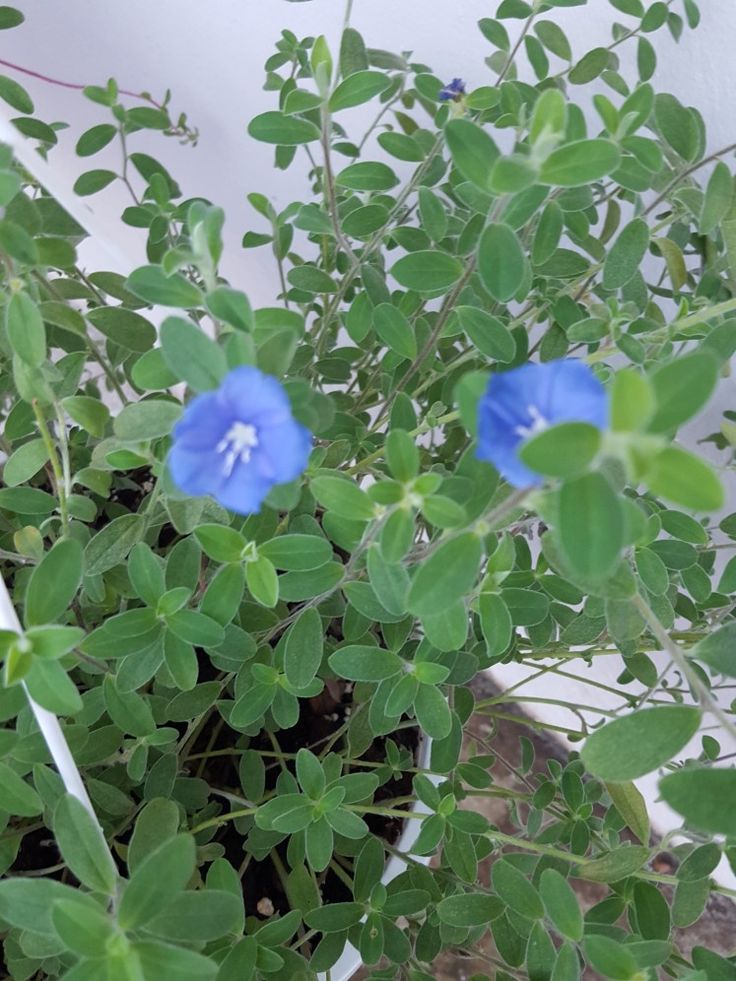 Evolvulus �Blue Daze� Garden