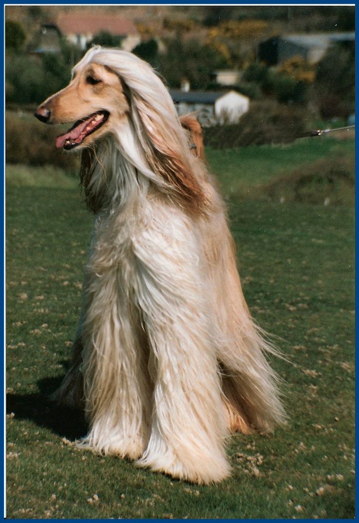 banana joe affenpinscher pedigree 29 best afgan dog images on pinterest afghans animals and hound dog banana joe affenpinscher pedigree 29 best afgan dog images on pinterest afghans animals and hound dog