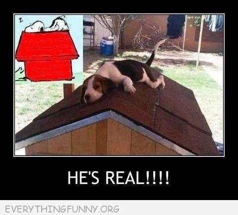 Snoopy Is Real Yes Our Beagle Lays On Top Of His Dog House