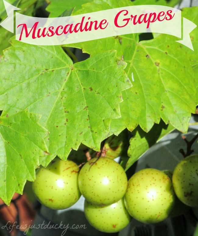 How to Grow Muscadine Grapes - Life Is Just Ducky in 2020 | Edible