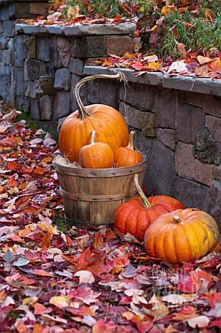 Autumn
