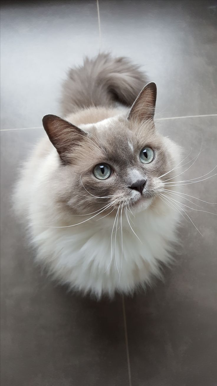 Ich liebe Stoffpuppenkatzen, ich habe eine gerettet, die ich Gus nannte, und er ist mein bester Freund … – Katzen Ich liebe Stoffpuppenkatzen, ich habe eine gerettet, die ich Gus nannte, und er ist mein bester Freund … – Katzen