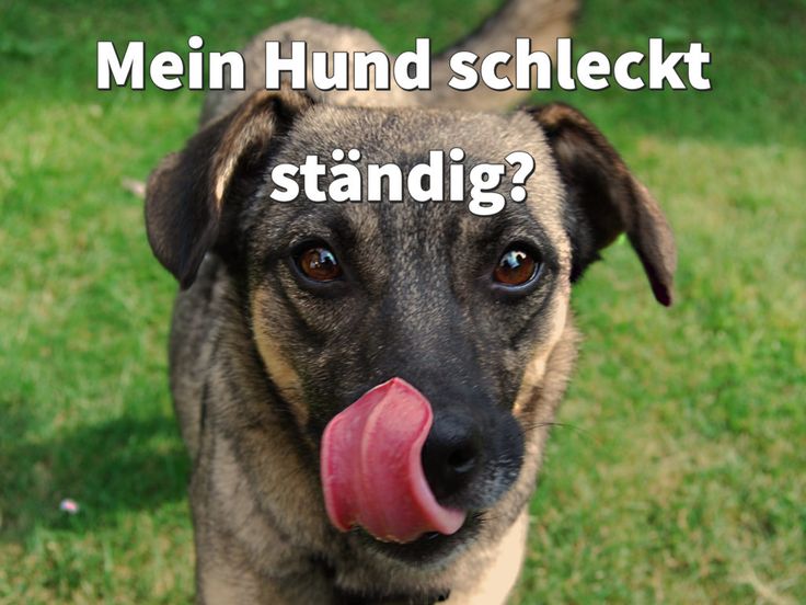 Pin Auf Hunde