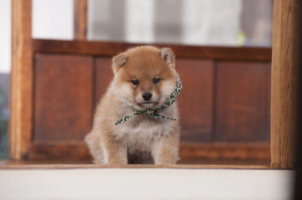 かわいい 子犬 屋さん 評判 Fa かわいい 子犬 屋さん 評判 Fa
