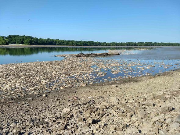 Fish Kill At Schell Lake Involves Invasive Carp Species Schell