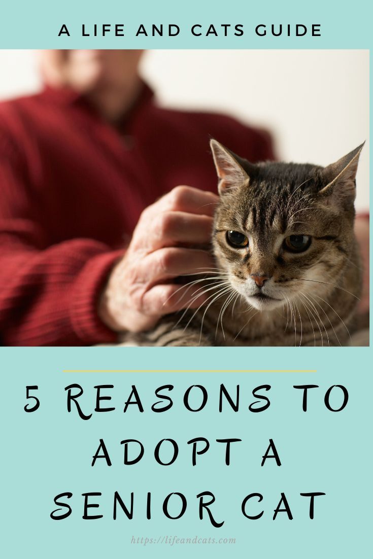 5 Reasons To Adopt A Senior Cat Life Cats Senior Cat Senior Cat 5 Reasons To Adopt A Senior Cat Life Cats Senior Cat Senior Cat