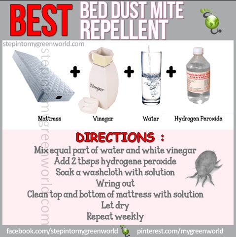 humans dust mites and how to tell the difference humans dust mites and how to tell the difference