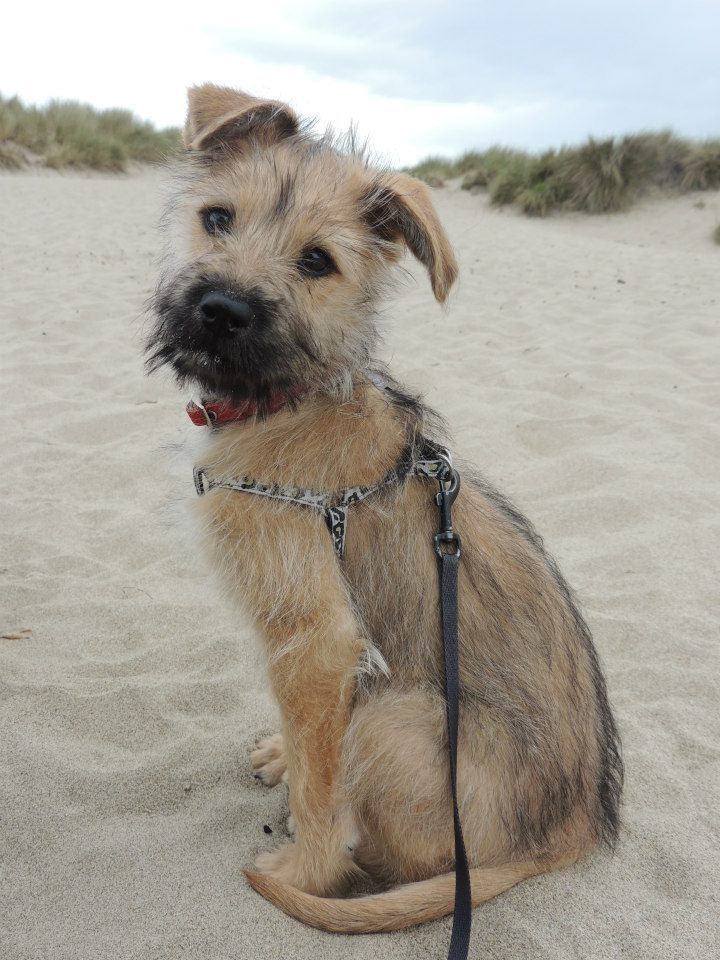 terrier mix border terrier cross www pixshark images galleries with a bite terrier mix border terrier cross www pixshark images galleries with a bite